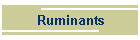 Ruminants