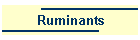 Ruminants