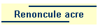 Renoncule acre