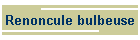 Renoncule bulbeuse