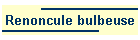 Renoncule bulbeuse