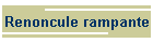 Renoncule rampante