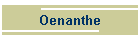 Oenanthe