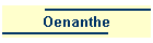 Oenanthe