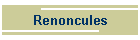 Renoncules