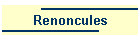 Renoncules