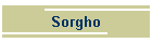 Sorgho