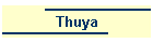 Thuya
