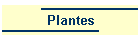 Plantes